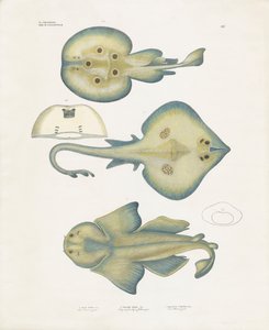 Ray-arter fra ordenen Rajiformes (håndkolorert litografi) av Anstalt Arnz & Co.