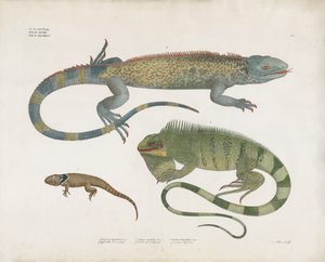 Skjelløgler fra forskjellige habitater (håndkolorert litografi) av Anstalt Arnz & Co.