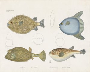 Ulike kulefiskarter og deres anatomiske trekk (håndkolorert litografi) av Anstalt Arnz & Co.