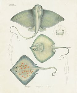 Ulike rokkearter med anatomiske detaljer (håndkolorert litografi) av Anstalt Arnz & Co.