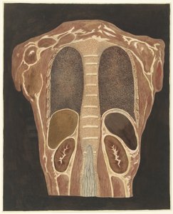 Anatomisk studie av organene i brystet, sett fra baksiden