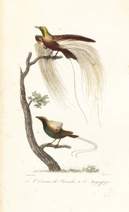 Større paradisfugl og storslått paradisfugl. av Antoine (after) Chazal
