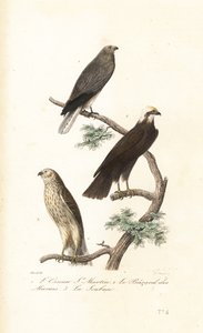 Hønsehøne, myrhøgen og Montaguhøgen. av Antoine (after) Chazal