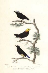 Manakin-art. av Antoine (after) Chazal