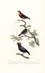 Manakin-art. av Antoine (after) Chazal
