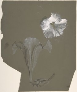 En studie av to hvite liljer, n.d. av Antoine Berjon