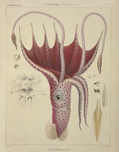 Squid, Pl. 2 fra 'Histoire Naturelle Generale et Particuliere des Cephalopodes Acetabuliferes', pub. av Ferussac und D'Orbigny, Paris, 1835-48,