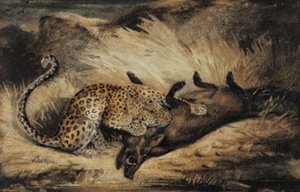 Leopard spiser et villsvin.