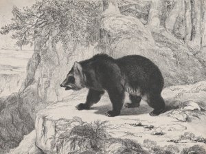 Mississippi Bjørn, 1836. av Antoine Louis Barye