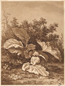 En studie av blader, ca. 1800. av Anton Balzer