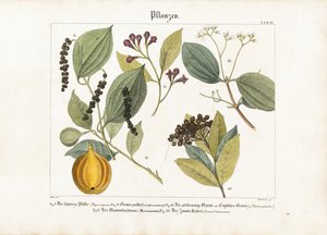 Økonomisk viktige krydderplanter