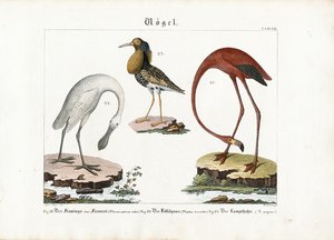Flamingo, skjestork og brushane