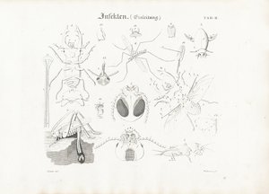 Insektanatomi