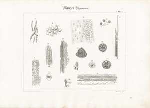 Planteanatomi (fytotomi)