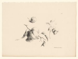 Aprikoser og jordbær Blomster og frukt (serietittel)