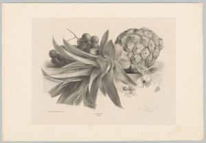 Ananas og druer Flower and Fruit Studies (...) 10. episode (serietittel) av Anton Weiss