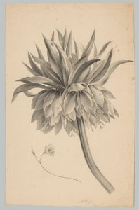 Blomst på stilken Flower and Fruit Studies (...) 3. episode (serietittel) av Anton Weiss