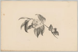 Blomster Flower and Fruit Studies (...) 3. episode (serietittel)
