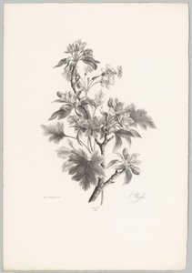 Blomster på gren Flower and Fruit Studies (...) 10. episode (serietittel) av Anton Weiss