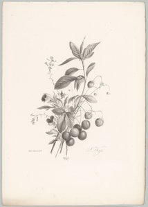 Blomster, jordbær og kirsebær Flower and Fruit Studies (...) 10. episode (serietittel)