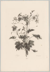 Blomster med torner Flower and Fruit Studies (...) 10. episode (serietittel) av Anton Weiss