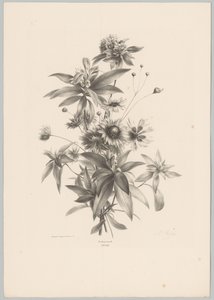 Ulike blomster Flower and Fruit Studies (...) 10. episode (serietittel) av Anton Weiss