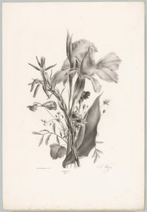 Ulike blomster Flower and Fruit Studies (...) 10. episode (serietittel) av Anton Weiss