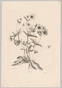 Ulike blomster Flower and Fruit Studies (...) 10. episode (serietittel) av Anton Weiss