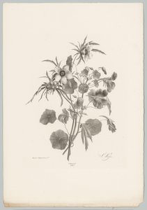 Ulike blomster Flower and Fruit Studies (...) 10. episode (serietittel) av Anton Weiss