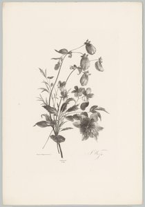 Ulike blomster Flower and Fruit Studies (...) 10. episode (serietittel) av Anton Weiss