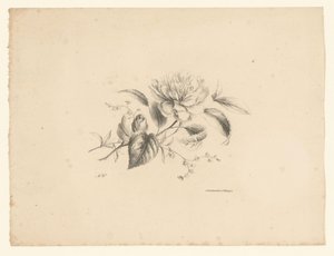 Ulike blomster Blomster og frukt (serietittel)