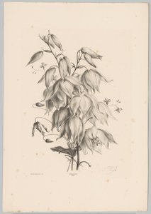 hengende blomster Flower and Fruit Studies (...) 10. episode (serietittel) av Anton Weiss