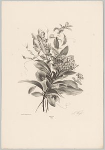 Hortensia og andre blomster Flower and Fruit Studies (...) 10. episode (serietittel) av Anton Weiss