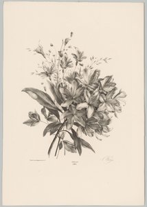 liljer Flower and Fruit Studies (...) 10. episode (serietittel)