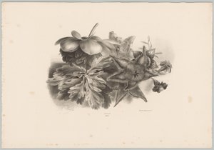 Pasjonsblomster og blader Flower and Fruit Studies (...) 10. episode (serietittel) av Anton Weiss