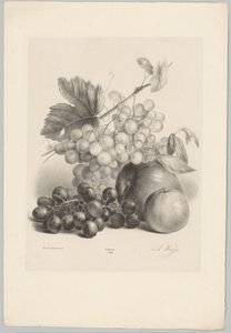 Røde og hvite druer og epler Flower and Fruit Studies (...) 10. episode (serietittel)