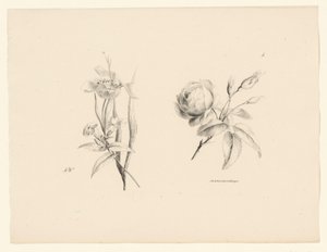 Rose og annen blomst Blomster og frukt (serietittel) av Anton Weiss
