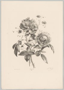 Rose og nellikeblomst Flower and Fruit Studies (...) 10. episode (serietittel) av Anton Weiss