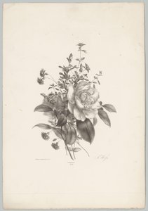 Roser, nelliker og fuchsia Flower and Fruit Studies (...) 10. episode (serietittel) av Anton Weiss