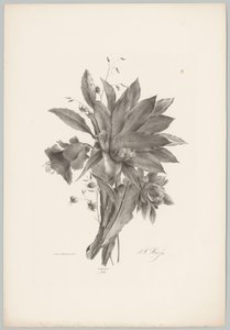 Stjerne- og klokkeformede blomster Flower and Fruit Studies (...) 10. episode (serietittel) av Anton Weiss