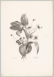 Tulipaner og tusenfryd Flower and Fruit Studies (...) 10. episode (serietittel) av Anton Weiss