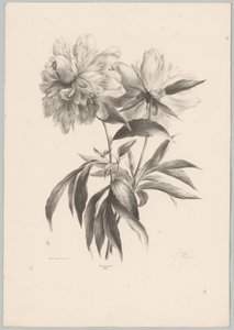 to blomster Flower and Fruit Studies (...) 10. episode (serietittel) av Anton Weiss