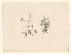 to blomster Blomster og frukt (serietittel) av Anton Weiss