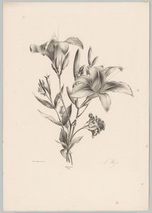 To liljer Flower and Fruit Studies (...) 10. episode (serietittel) av Anton Weiss