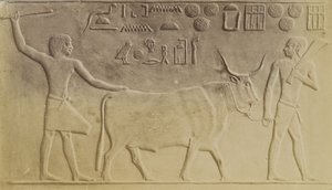 Hellig okse ved Saqqara av Antonio Beato