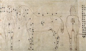 Studie for en hest for et ridemonument (tegning av Antonio Canova