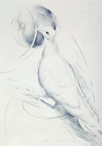Colomba (kull på papir) av Antonio Ciccone