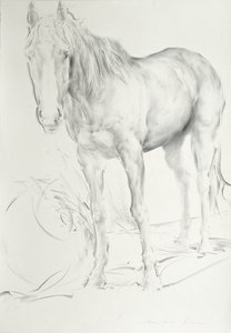 Horse at Coolmore, 1990 (kull på papir) av Antonio Ciccone