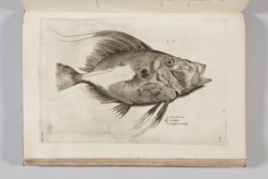 Illustrasjon fra "Aquatilium animantium historia, liber primus" av Ippolito Salviani, 1554