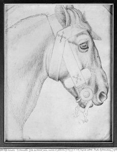 Hodet til en hest, fra The Vallardi Album (penn og blekk på papir) (bw-bilde) av Antonio Pisanello